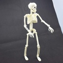xonor-16-posable-halloween-skeleton--ful-4.jpg