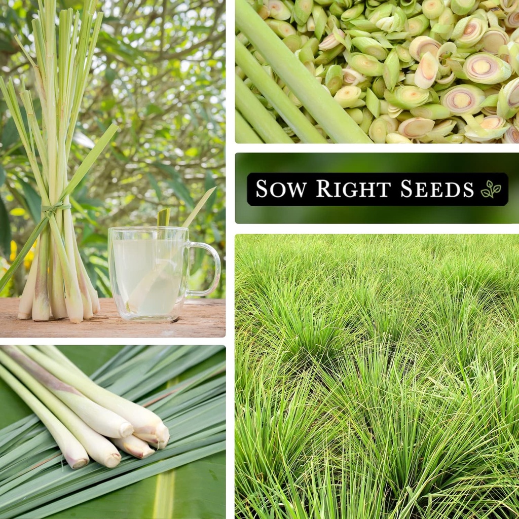 sow-right-seeds---lemon-grass-seed-for-p-4.jpg
