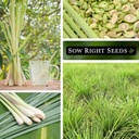 sow-right-seeds---lemon-grass-seed-for-p-4.jpg