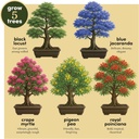 planters-choice-bonsai-tree-starter-kit--3.jpg
