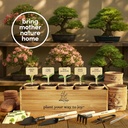 planters-choice-bonsai-tree-starter-kit--5.jpg
