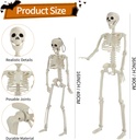 5-pack-halloween-skeleton-decorations-2--2.jpg