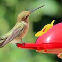 16-pieces-hummingbird-feeders-replacemen-5.jpg