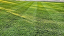 lesco-all-pro-transition-tall-fescue-gra-3.jpg