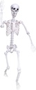 5.9Ft Halloween Skeleton Posable Skeleton Life Size Skeleton Plastic Full Body Human Skeleton for Halloween Decorations