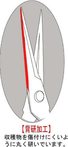 [BRSWIYY4BMDR2GA3] Snipper T-551 by Chikamasa