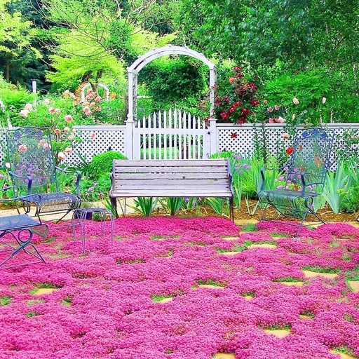 [BRSROZ3RPMNBUCLU] 20000+ Red Creeping Thyme Seeds Ground Cover Plant Seeds Perennial- Non-GMO Heirloom Flower Creeping Thyme Seeds for Planting